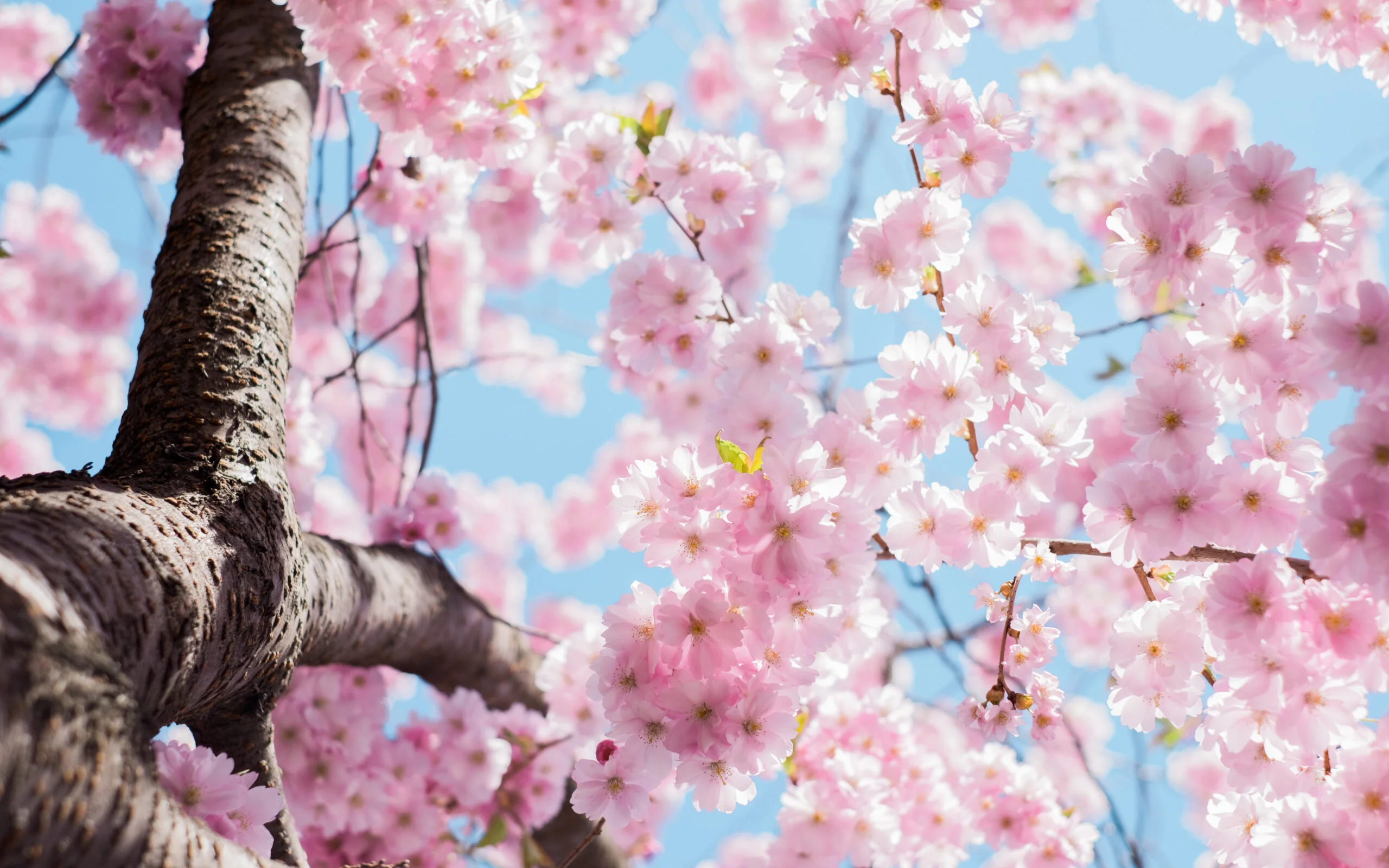 fleurs de cerisier au printemps